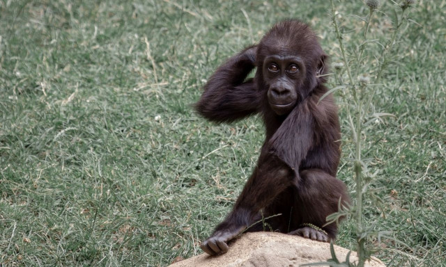 Κωνσταντινούπολη: Βρέθηκε μωρό γορίλας στο αεροδρόμιο– Φορούσε μπλουζάκι και ήταν κρυμμένο σε κουτί