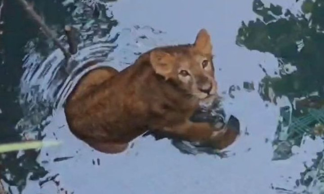 Νεαρό λιοντάρι σώζεται από πηγάδι στην Ινδία