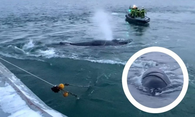 Ισλανδική ακτοφυλακή σώζει παγιδευμένη φάλαινα