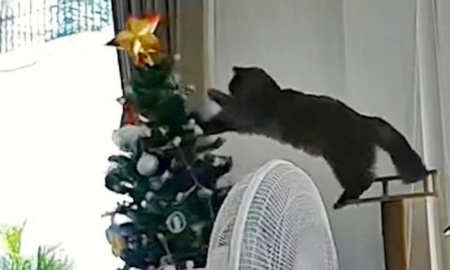 Η στιγμή που γάτα τα βάζει με... το χριστουγεννιάτικο δένδρο