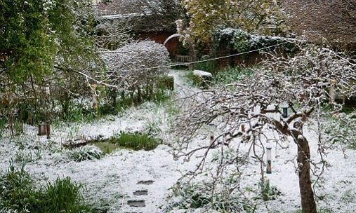 Πώς να προστατέψετε τα φυτά από τον παγετό και το κρύο: Συμβουλές ειδικών για τον χειμώνα