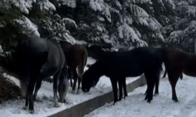 Ορεινή Ναυπακτία: Δεκάδες άλογα μέσα στα χιόνια - Μοναδικό βίντεο