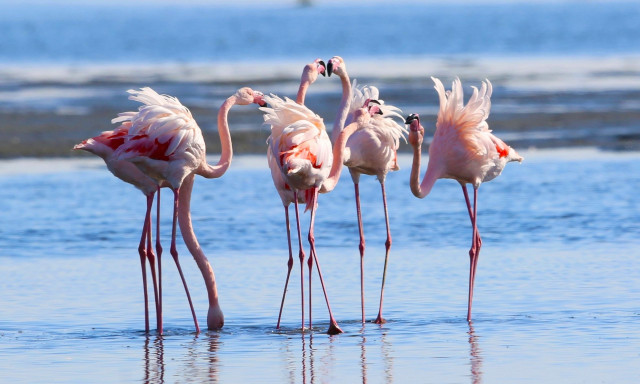 Νανόκυκνοι και φοινικόπτερα στο Δέλτα του Έβρου