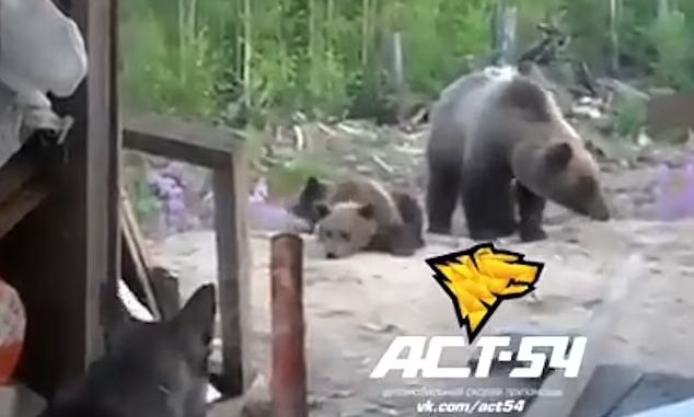 Τρομακτική στιγμή: Από τα γέλια στις κραυγές για βοήθεια - Αρκούδα σκοτώνει 3 εργάτες