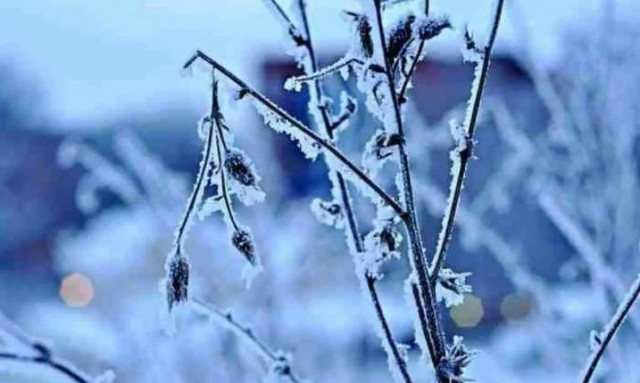 Πώς να προστατεύετε τα φυτά από τον παγετό - Συμβουλές ειδικού για το χειμώνα