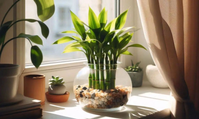 Το φυτό που φέρνει ευτυχία όλο το χρόνο αν το τοποθετήσετε σε αυτή τη γωνιά του σπιτιού σας