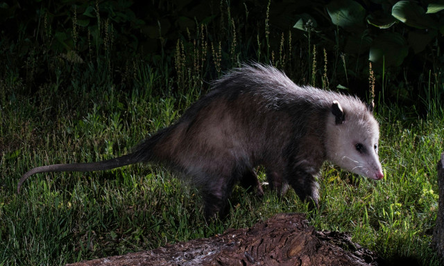 Πόσουμ προκάλεσε μπλακάουτ σε μια από τις μεγαλύτερες πόλεις της Ουάσιγκτον