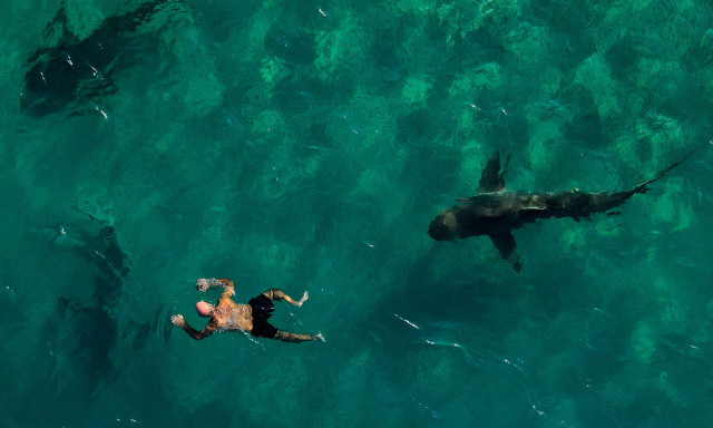 Αίγυπτος: Επίθεση καρχαρία σε τουρίστες - Ένας νεκρός κι ένας τραυματίας