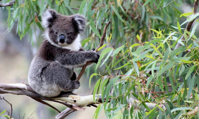 Τα χλαμύδια απειλούν με εξαφάνιση τα... κοάλα - Το σχέδιο για τη σωτηρία τους