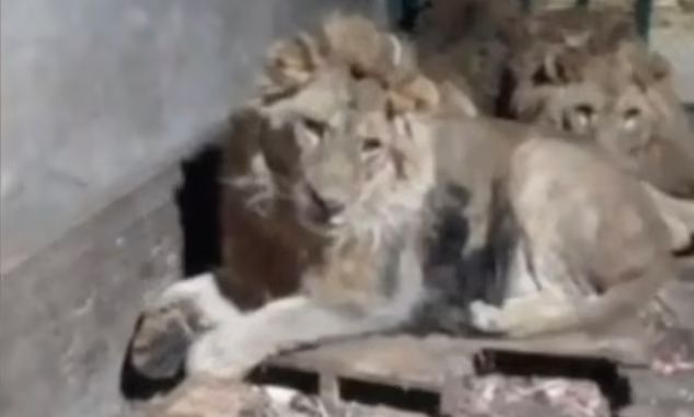 Προσοχή σκληρό βίντεο: Κατέγραψε τη στιγμή που τον κατασπάραζαν τα λιοντάρια - Ήθελε να εντυπωσιάσει