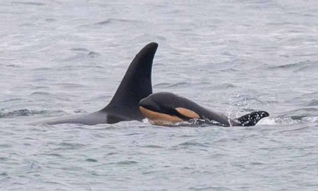 Σπαρακτικό: Έχασε κι άλλο μωρό η φάλαινα που είχε συγκινήσει τον κόσμο