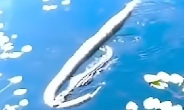 Η στιγμή που ο αλιγάτορας «Γκοτζίλα» σέρνει έναν τεράστιο πύθωνα στα σαγόνια του