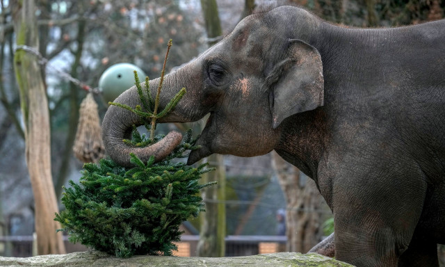Πρωτοχρονιάτικο δώρο για τα ζώα στον ζωολογικό κήπο του Βερολίνου