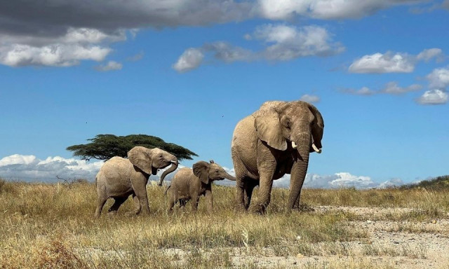 Νεκρή 22χρονη τουρίστρια μετά από επίθεση από «πανικοβλημένο» ελέφαντα στην Ταϊλάνδη