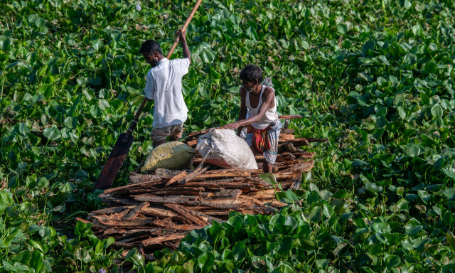 Αυτό το «εξωγήινο» φυτό είναι θανατηφόρο για το περιβάλλον - Τώρα χρησιμοποιείται για καλό σκοπό