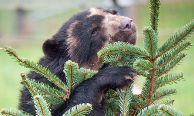 Αγγλία: Ζωολογικός κήπος ζητά χριστουγεννιάτικα δέντρα για να... εμπλουτίσει τους βιότοπους των ζώων
