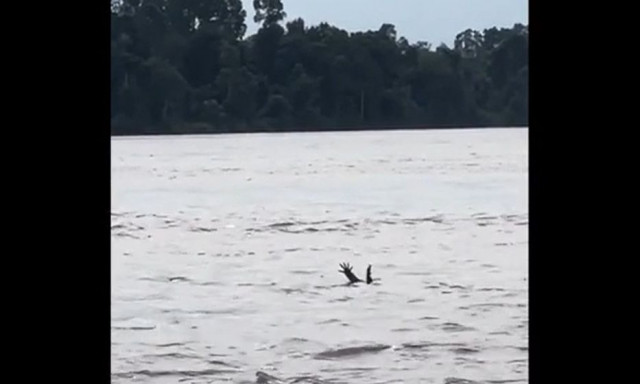 Ινδονησία: Κροκόδειλος μιμείται άνθρωπο που πνίγεται για να προσελκύσει θήραμα - Δείτε βίντεο