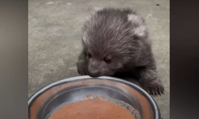 Κίνα: Ένα μικρό αρκουδάκι έχει κατακτήσει τις καρδιές των επισκεπτών ενός ζωολογικού κήπου