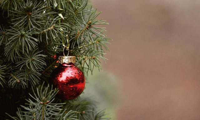 Βέλγιο: Δήμος προέτρεψε τους πολίτες του να... φάνε τα χριστουγεννιάτικα δέντρα τους