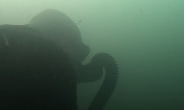 Πώς προστατεύουν οι ειδικές δυνάμεις του ΝΑΤΟ τα υποθαλάσσια καλώδια - Εντυπωσιακή άσκηση