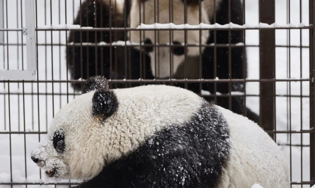 Η αμφιλεγόμενη επιστημονική πρόταση: «Σκοτώστε τα ζώα στους ζωολογικούς κήπους πριν γεράσουν»