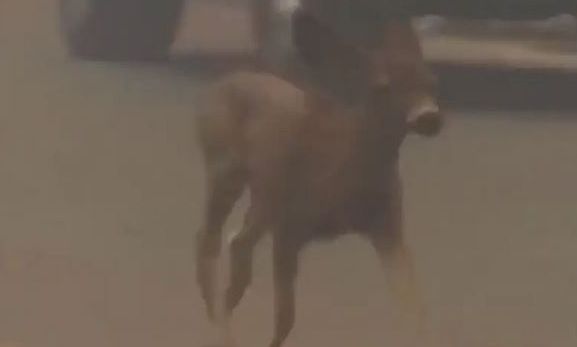 Λος Άντζελες: Η στιγμή που ελαφάκι τρέχει να σωθεί από τη φωτιά