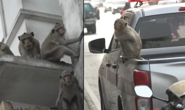Εξαγριωμένοι πίθηκοι έκαναν κατάληψη σε αστυνομικό της Ταϊλάνδης