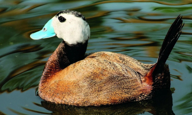 «Πλημμύρισε» κεφαλούδια η λίμνη Βιστωνίδα