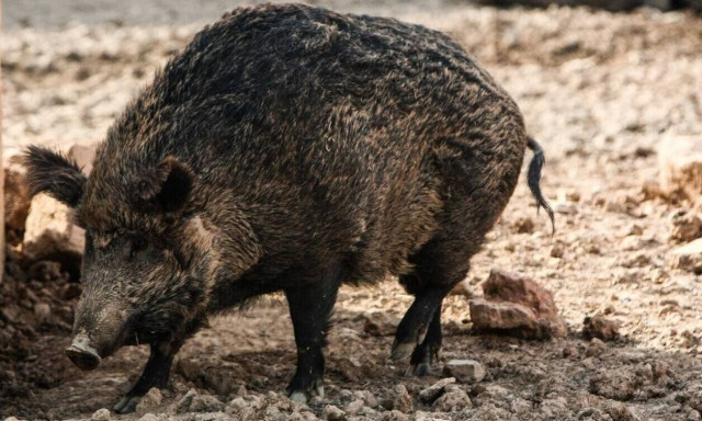 Αγριογούρουνα ξεθάβουν τους νεκρούς στη Λευκάδα - Μακάβριο θέαμα στο νεκροταφείο