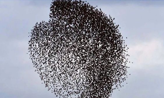 Χιλιάδες ψαρόνια σε εκπληκτικούς σχηματισμούς στον ουρανό του Ναυπλίου – Δείτε βίντεο