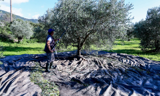 Φιλιατρά: Χειροπέδες σε τέσσερις εξαιτίας... GPS - Έκλεψαν ελαιόπανα αλλά ήταν «παγιδευμένα»