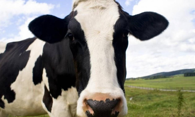 Αδιανόητο σκηνικό: 45χρονος πέθανε προσπαθώντας να βιάσει μια αγελάδα στο χωράφι του