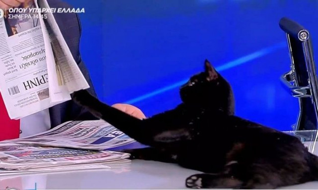 Γάτα... απαιτεί να «διαβάσει» την εφημερίδα από τον Δημήτρη Οικονόμου