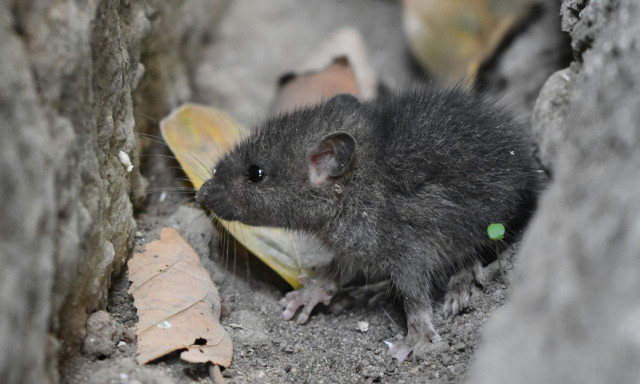 Γάλλος φοιτητής έφαγε ζωντανό ποντίκι για να το δείξει στα social media