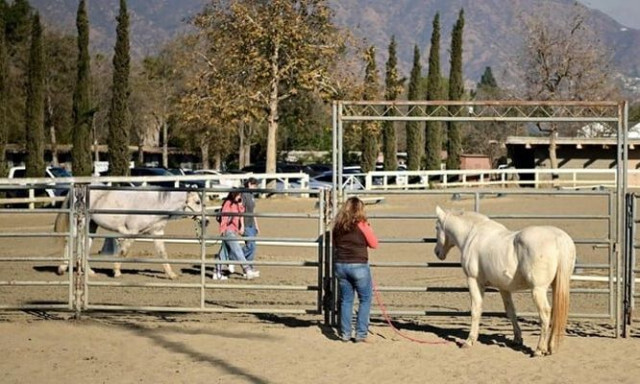 Λος Άντζελες: Η σύγχρονη «Κιβωτός του Νώε» για χιλιάδες πυρόπληκτα ζώα