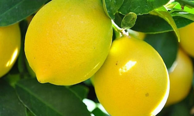 Ίλιον: Ώρες αγωνίας για τον 80χρονο - Δέχτηκε επίθεση για μια χούφτα λεμόνια