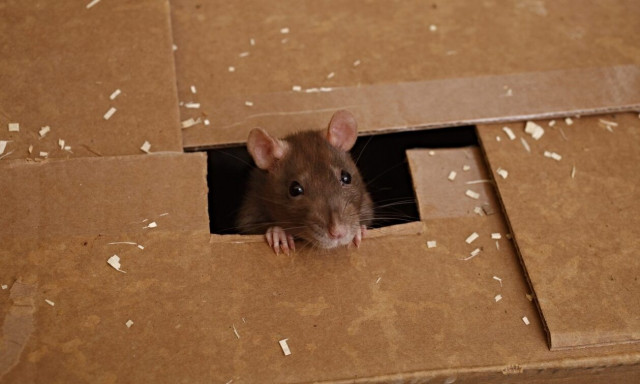 «Αντίο» μια για πάντα στους αρουραίους: Τα 6 φυτά που «μισούν» και πρέπει να έχετε στο σπίτι σας