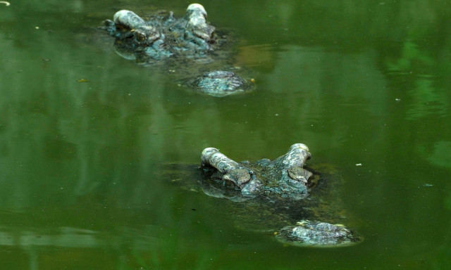Μύθος ή αλήθεια: Οι κροκόδειλοι κάνουν ότι πνίγονται για να κυνηγήσουν ανθρώπους - Το viral βίντεο
