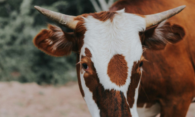 Ινδία: Ένας νεκρός και αρκετοί τραυματίες σε φεστιβάλ με ταύρους