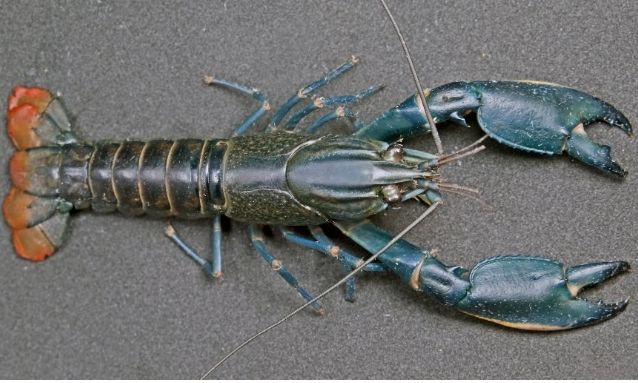 Άγνωστο είδος καραβίδας ανακαλύφθηκε κατά λάθος -  Το DNA της διαφέρει τουλάχιστον 2%