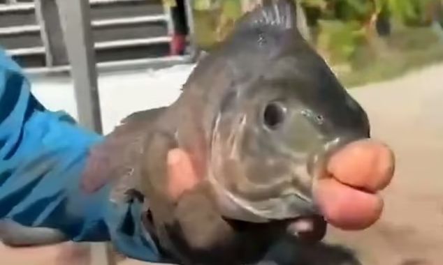 Τι ψάρεψαν πάλι - Ψάρι με «φουσκωμένα» χείλη