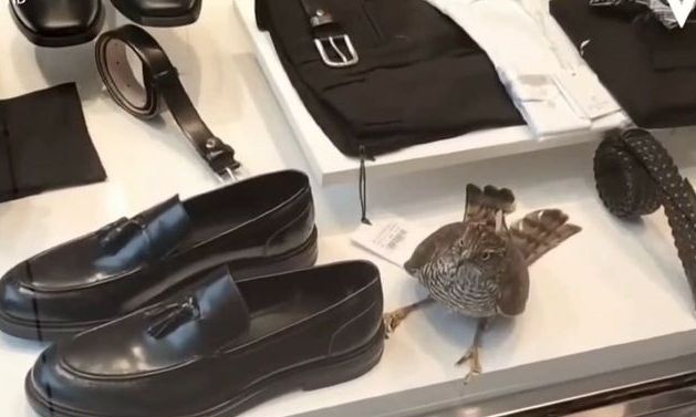 Θεσσαλονίκη: Γεράκι παγιδεύτηκε σε βιτρίνα καταστήματος