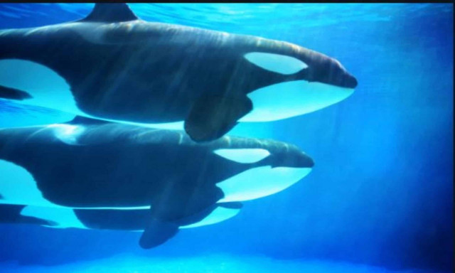 Ανατριχιαστικές ηχογραφήσεις φαλαινών δολοφόνων κατέγραψαν τα ζώα να μιλούν σαν άνθρωποι - Τι λέγανε