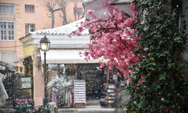 Παγετός και κρύο: Πως θα προστατέψετε τα φυτά – Οι συμβουλές ειδικών για τις χαμηλές θερμοκρασίες