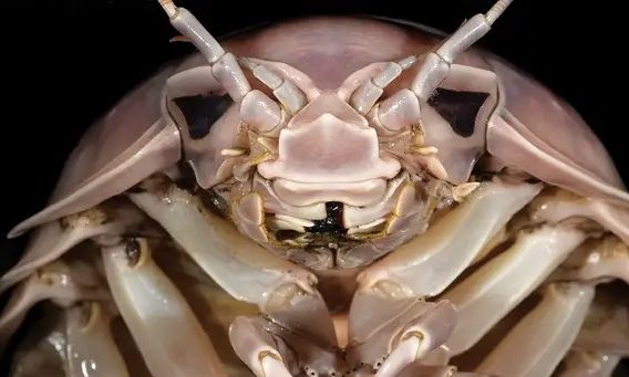 Darth Vader: Το νέο είδος «σούπερ γιγάντιου» εντόμου - Κάποιοι το θεωρούν λιχουδιά