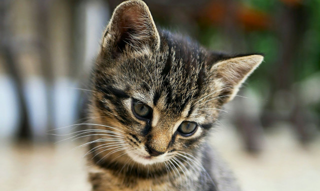 Οκτάχρονο αγοράκι αντάλλαξε το πατίνι του για να σώσει ένα γατάκι