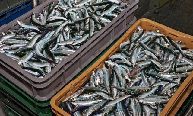 Το πιο υγιεινό ψάρι: Πρέπει να το τρώτε τουλάχιστον δύο φορές την εβδομάδα