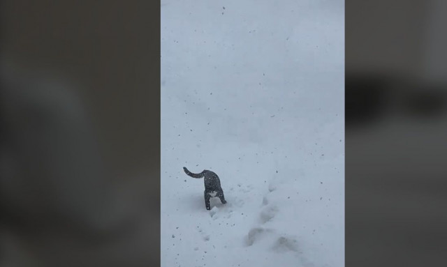 Ο γάτος Λόκι και η περιπέτεια στο χιόνι - Το viral βίντεο με εκατομμύρια προβολές