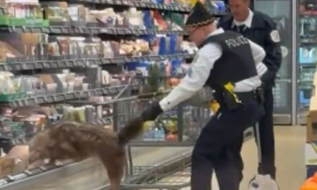 Δεν φαντάζεστε τι βγήκε από το ψυγείο σούπερ μάρκετ - Απίστευτο βίντεο