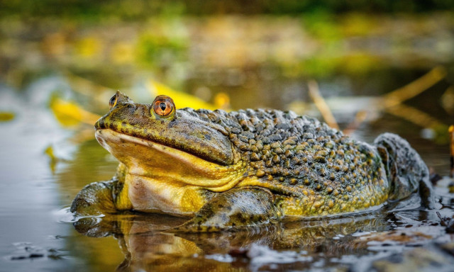 Απειλείται με εξαφάνιση από τον άνθρωπο ο μεγαλύτερος βάτραχος που έζησε με τους δεινοσαύρους